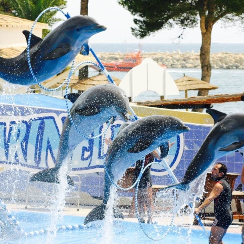 Captive-Dolphins-Dubai_ixbf74